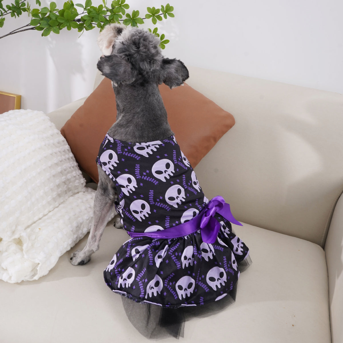 Halloween dog costume worn by a small dog